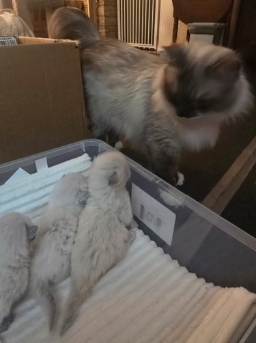 Seal Color Point Hypoallergenic Russian Siberian Forest Cat and kittens