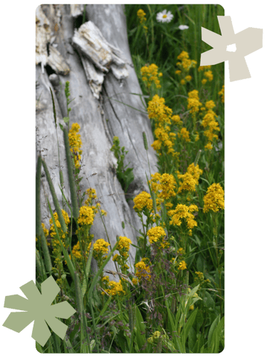 Flowers in grass with woodcuts of flowers overlaying it.