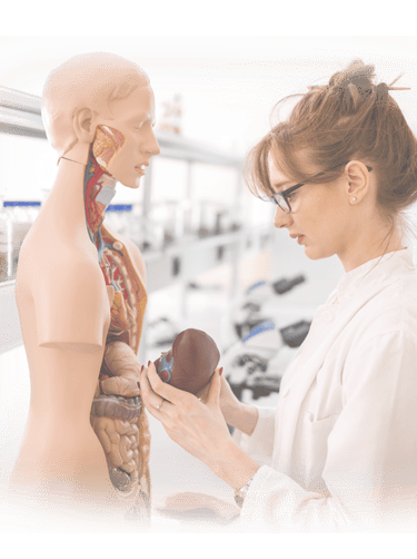 Ultrasound student in lab coat examining an anatomic model.