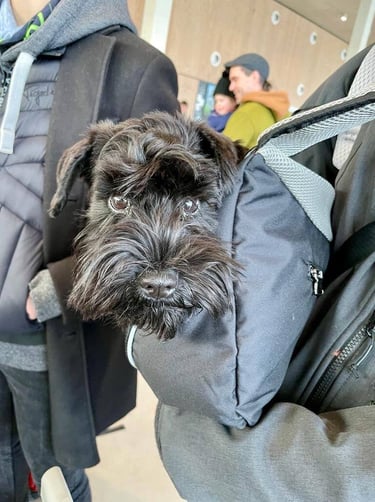 Schnauzer nain noir part en vacances