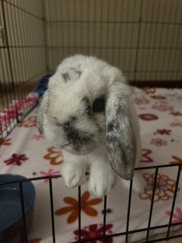 This is Snowball who has glaucoma