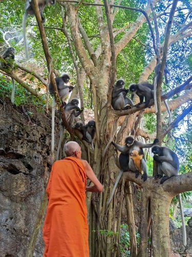 Les Langurs, singes à lunettes, Chumphon