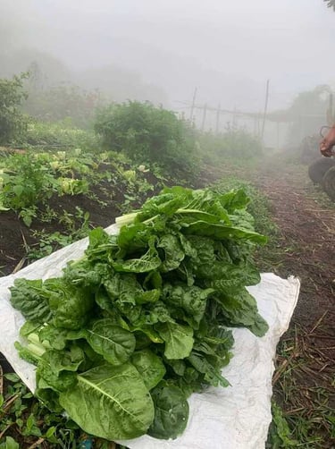 Acelga fresca recién cosechadas en un huerto rodeado de niebla.