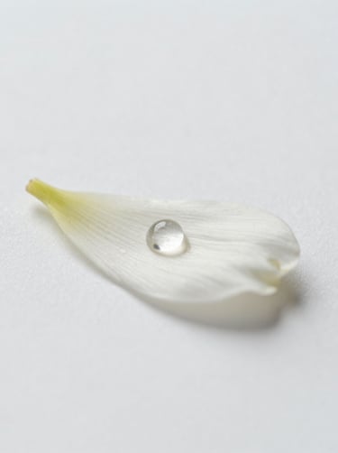 A minimalist macro photograph of a single wildflower petal with a single water droplet, soft natural light, clean white background, North American / US garden setting, serene and sophisticated style.