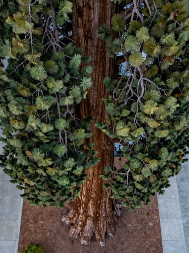 Aerial view looking straight down at the top of a giant sequoia, showing the fractal pattern of green branches against a pale gray urban sidewalk in Eugene, Oregon. Professional drone photography, soft natural light.