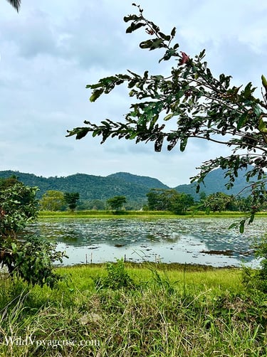 Paysage du Sri Lanka