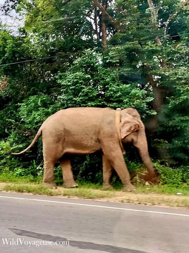 Elephant sur le bord de route vers Sigiriya