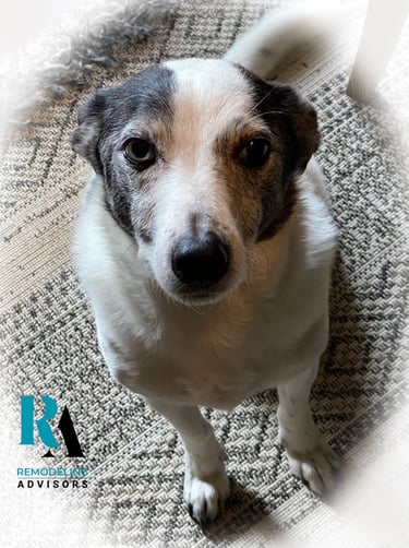 Dog mascot of Remodeling Advisors bringing joy to our Austin-based home remodeling consulting team