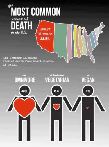 Compare Omnivore, Vegetarian, Vegan