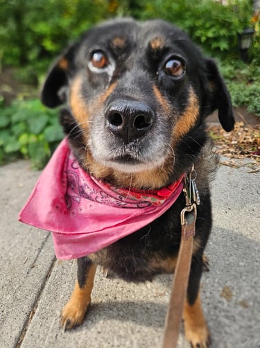 pet sitting for dog in riverdale