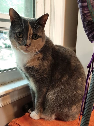 My dilute calico, MillieMae, at the window in the studio, trying to convince me not to take her home