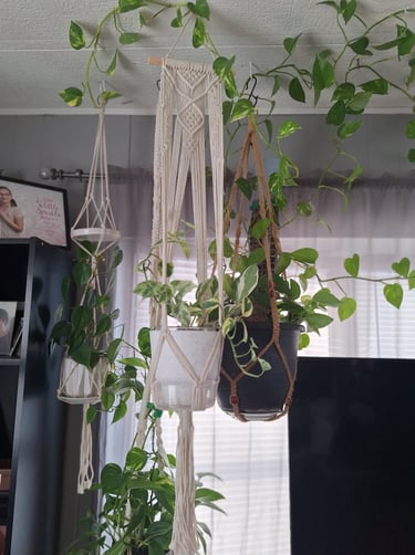 Macrame plant hangers used to display trailing houseplants.