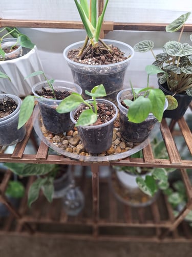 Pebble humidity tray for houseplants helping increase moisture around indoor plants