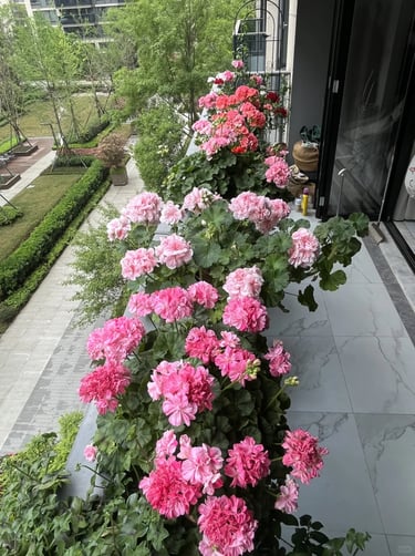 Modern balcony garden with lavender, rosemary, ivy, ferns, geraniums and ornamental grasses arranged