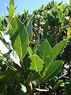 Photo montrant des feuilles de laurier noble