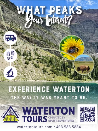 Waterton Tours, Sightseeing, Wildflower walks, hiking trips, science-based Wildflower ID Course