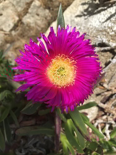 foto van roze bloem