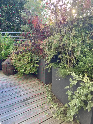 terrasse aménagée avec de nombreux bacs agrémentés d'arbustes persistants