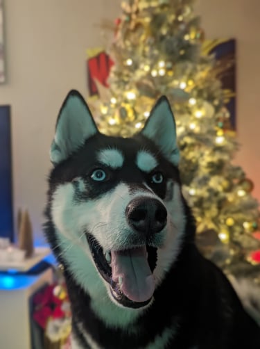 very happy husky poses in front of a christmas tree