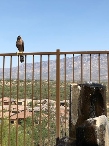 Cooper's Hawk waiting for his dinner