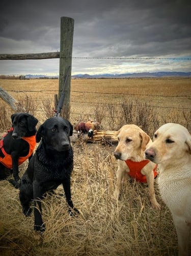 Labrador Retrievers after pheasant hunt