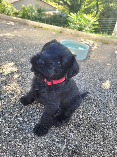 Schnauzer miniature 