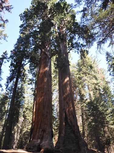 two large giant sequoia trees in a forest with a blue sky