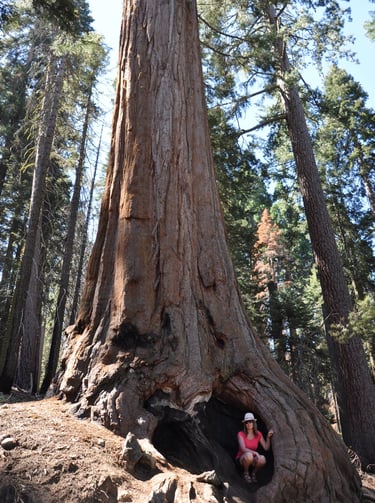 a woman sitting in a hollow in a giant sequoia tree