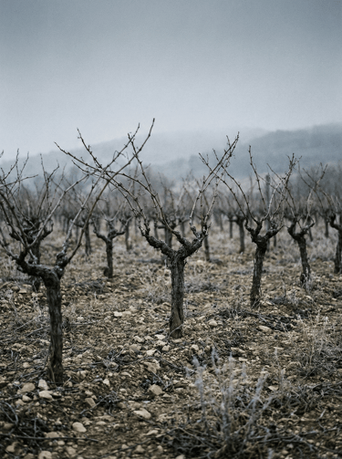 Viñedo en reposo durante invierno en la Comunidad Valenciana