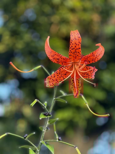 "Fiery Splendor" a Tiger Lily which is a symbol of resilience and courage