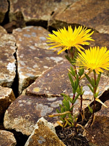 Two bright yellow wildflowers growing between cracks of weathered brown stones in a rock garden.