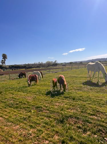 notre troupeau de mini cheveaux arche du negadis 