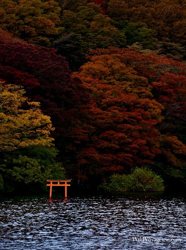 Petite porte torii avec les couleurs de l'automne