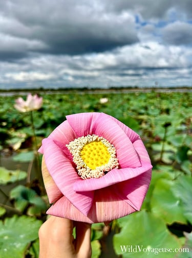 Une fleur de lotus, Siem Reap, Cambodge