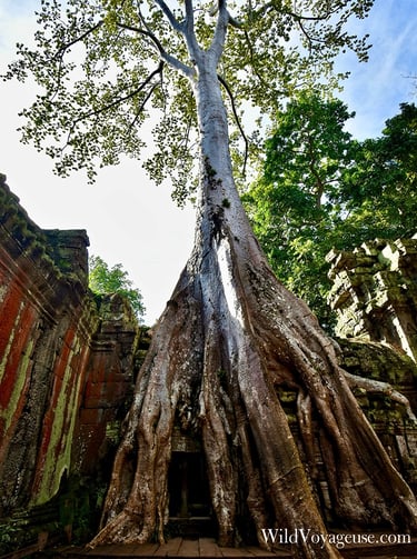Arbre fromager du temple de Ta Prohm, SIem Reap, Cambodge