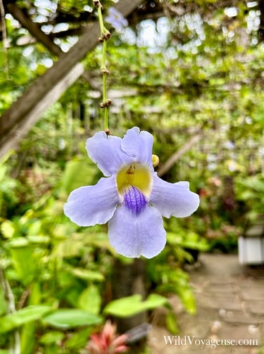Jardin botanique de Siem Reap, Cambodge