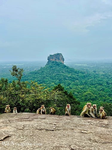 Famille de macaque à toque sur le rocher Pidurangala avec vue sur le Lion's Rock