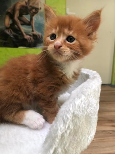 a kitten sitting on a blanket in a cat bed
