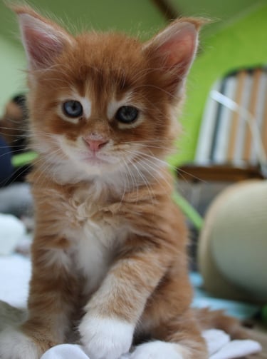 a kitten kitten sitting on a blanket on a bed