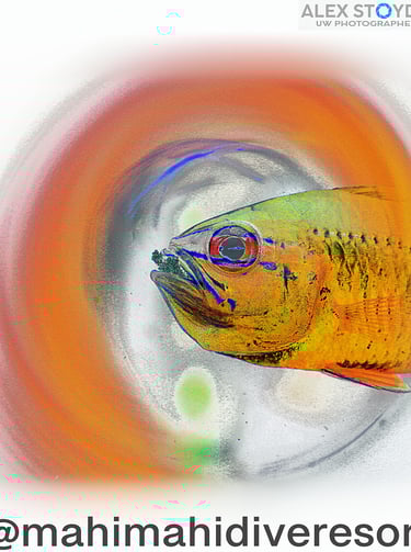 a fish in a bowl with a colorful fish