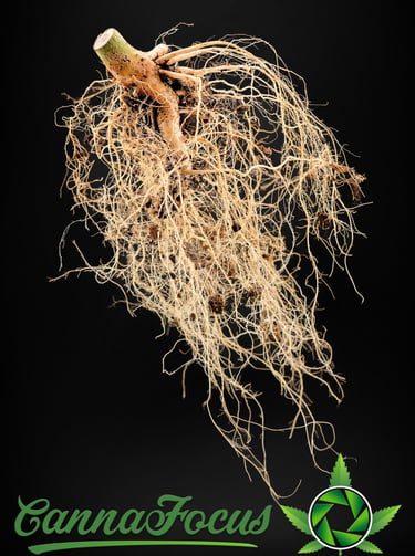 Diese Makroaufnahmen dokumentieren das finale Stadium des Wurzelsystems von Northern Light Auto, Royal Queen Seeds