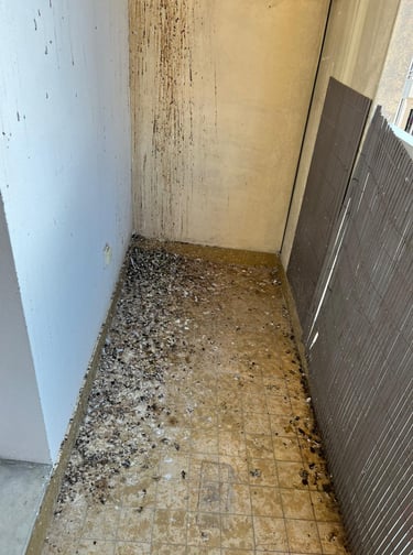 Avant / Après : nettoyage et désinfection totale des fientes de pigeon Arenthon