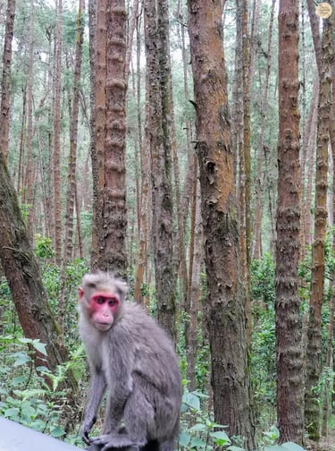 Kodai monkey sitting among tall pine trees in Kodaikanal Pine Forest.