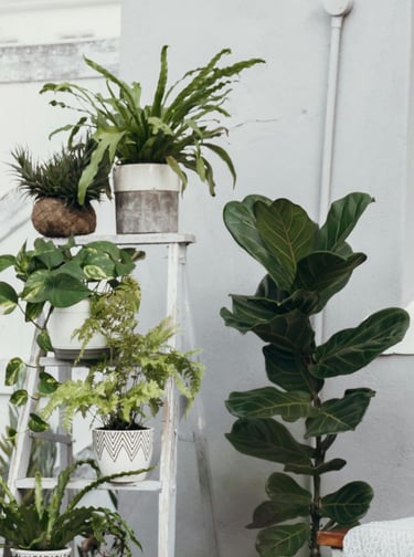 Fiddle Leaf Fig Tree with a bunch of other houseplants