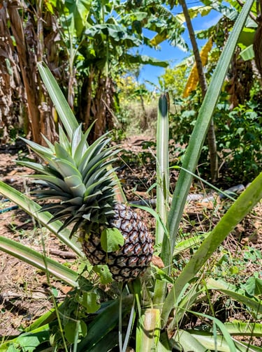 a pineappled on a tree in a tropical setting of the AAK farm