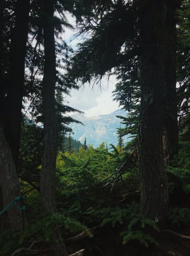 A nature photo of blue mountains framed by green trees.