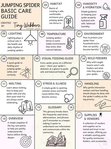 Intro to jumping spider care guide