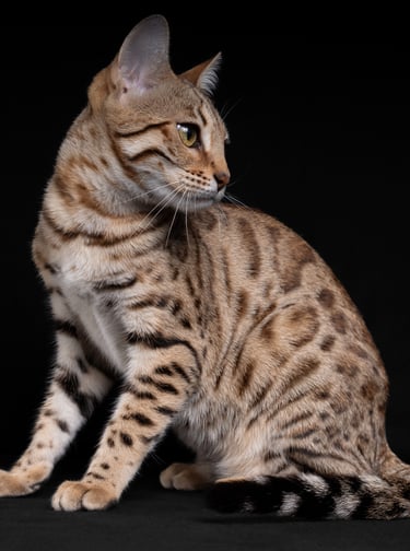 a cat sitting on a black background