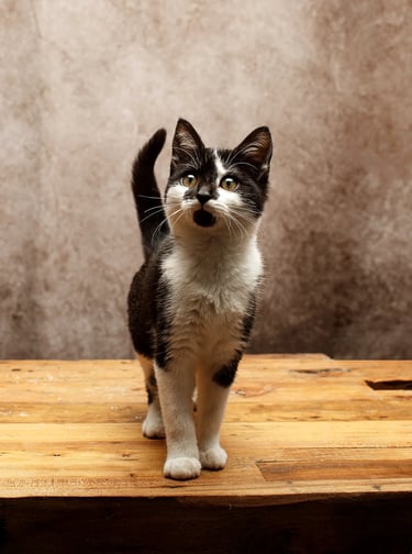 une photo d'un chat noir et blanc