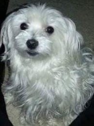 White Maltese Dog in Texas looking into camera